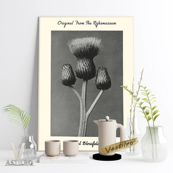 Плакат-голяма фотоизложба на растението Карл Блоссфельдта Queen Anne Thistle Pirint Платно Картина Cirsium Canum Home Decor